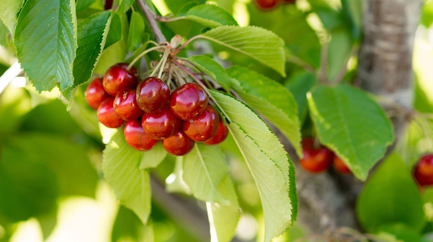 Plant Sales Store -Plant Sales Store 1