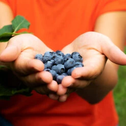 Plant Sales Store -Plant Sales Store 3 up Southern 2 600x600 f50285b4 3753 4881 8d51 f329902df277