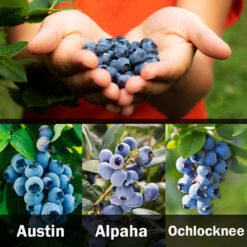 3-in-1 Blueberry Bush (Southern Highbush) -Plant Sales Store 3 up Southern 2 Austin