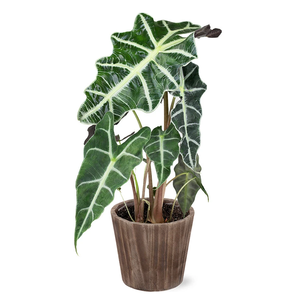 Alocasia Polly With Decorative Pot 3 Alocasia Polly With Decorative Pot - Image 3