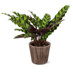 Calathea Rattlesnake With Decorative Pot -Plant Sales Store 5IN Brown Wilson with Calathea Rattlesnake