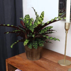 Calathea Rattlesnake With Decorative Pot -Plant Sales Store 5IN Brown Wilson with Calathea Rattlesnake 5