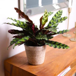 Calathea Rattlesnake With Decorative Pot -Plant Sales Store 5IN Brown Wilson with Calathea Rattlesnake 7