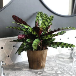 Calathea Rattlesnake With Decorative Pot