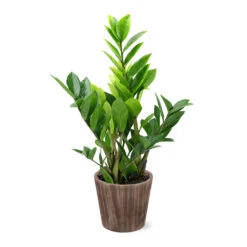 5-Inch ZZ Plant In Decorative Pot -Plant Sales Store 5IN Brown Wilson with ZZ d9618b4a 610c 4db9 824b 52b4d125a693