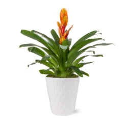 5-Inch Bromeliad In Decorative Pot -Plant Sales Store 5IN Evi Orange Intenso Bromeliad with Moss Topping