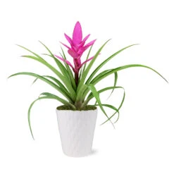 5-Inch Bromeliad In Decorative Pot -Plant Sales Store 5IN Evi Pink Antonio Bromeliad with Moss Topping 1