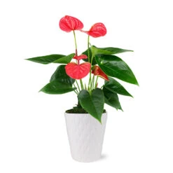 Pink Anthurium -Plant Sales Store 5IN Evi Sweet Dream Pink Anthurium with Moss Topping