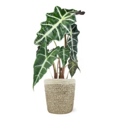 Alocasia Polly With Decorative Pot 11 Alocasia Polly With Decorative Pot -Plant Sales Store 5IN Jute with Alocasia Poly
