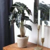 Alocasia Polly With Decorative Pot
