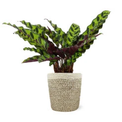 Calathea Rattlesnake With Decorative Pot -Plant Sales Store 5IN Jute with Calathea Rattlesnake 8712e748 cba2 4cdf a992 b68b5f554875