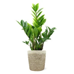 5-Inch ZZ Plant In Decorative Pot -Plant Sales Store 5IN Jute with ZZ 1a07c7a6 5ad0 44c5 b0da 41fcc0b7d538