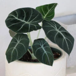 Alocasia Black Velvet -Plant Sales Store ALocasia Black Velvet 7