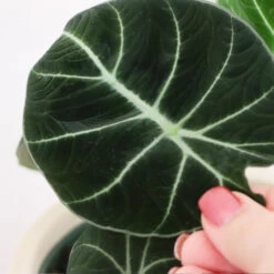Alocasia Black Velvet -Plant Sales Store ALocasia Black Velvet FGT 5