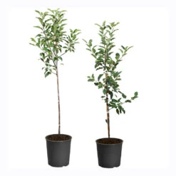 Plant Sales Store -Plant Sales Store APP RDE 34 5 APP GAL 34 5