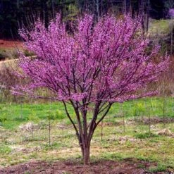 Ace Of Hearts Redbud Tree -Plant Sales Store Ace of Hearts 1