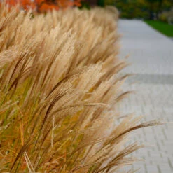 Adagio Maiden Grass 7 Adagio Maiden Grass -Plant Sales Store Adagio Madien Grass 7 FGT