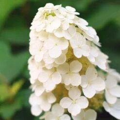 Alice Oakleaf Hydrangea -Plant Sales Store Alice Oakleaf Hydrangea 2