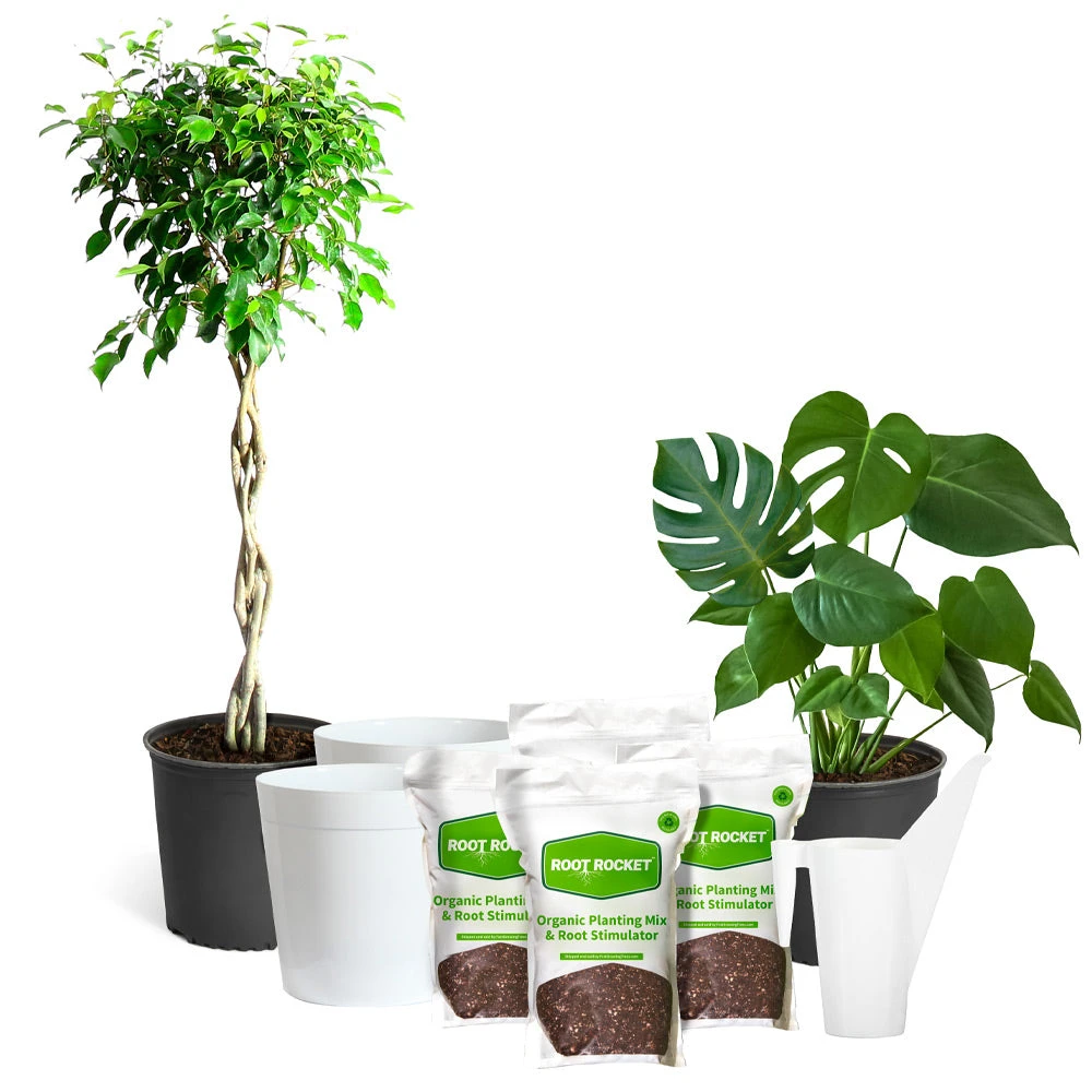 All-in-One House Plant Starter Kit 2 All-in-One House Plant Starter Kit - Image 2