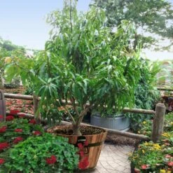 Alphonso Mango -Plant Sales Store Alphonso Mango 1 FGT