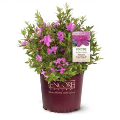 Autumn Amethyst® Encore® Azalea -Plant Sales Store Amathyst Encore Azalea 1