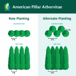 Full Speed A Hedge® American Pillar Arborvitae -Plant Sales Store AmericanPillarArborvitae