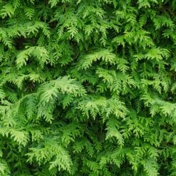 American Arborvitae -Plant Sales Store American Arborvitae