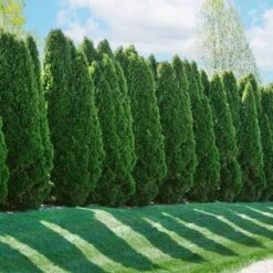 American Arborvitae -Plant Sales Store American Arborvitae 2 FGT