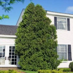 American Arborvitae -Plant Sales Store American Arborvitae 6