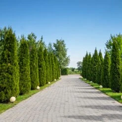 American Arborvitae -Plant Sales Store American Arborvitae 8 FGT