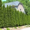 American Arborvitae