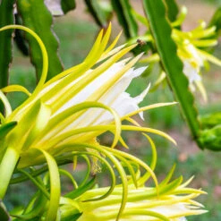 American Beauty Dragon Fruit -Plant Sales Store American Beauty Dragon Friuit 3