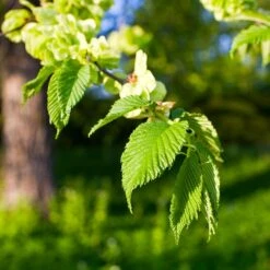 American Elm Tree -Plant Sales Store American Elm Tree 2 FGT