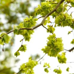 American Elm Tree -Plant Sales Store American Elm Tree 8