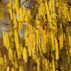 American Hazelnut Filbert 9 American Hazelnut Filbert -Plant Sales Store American Hazelnut 2