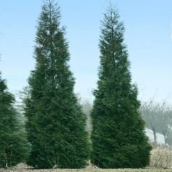 Full Speed A Hedge® American Pillar Arborvitae -Plant Sales Store American Pillar Arborvitae 1