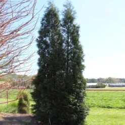 Full Speed A Hedge® American Pillar Arborvitae -Plant Sales Store American Pillar Arborvitae 5 FGT