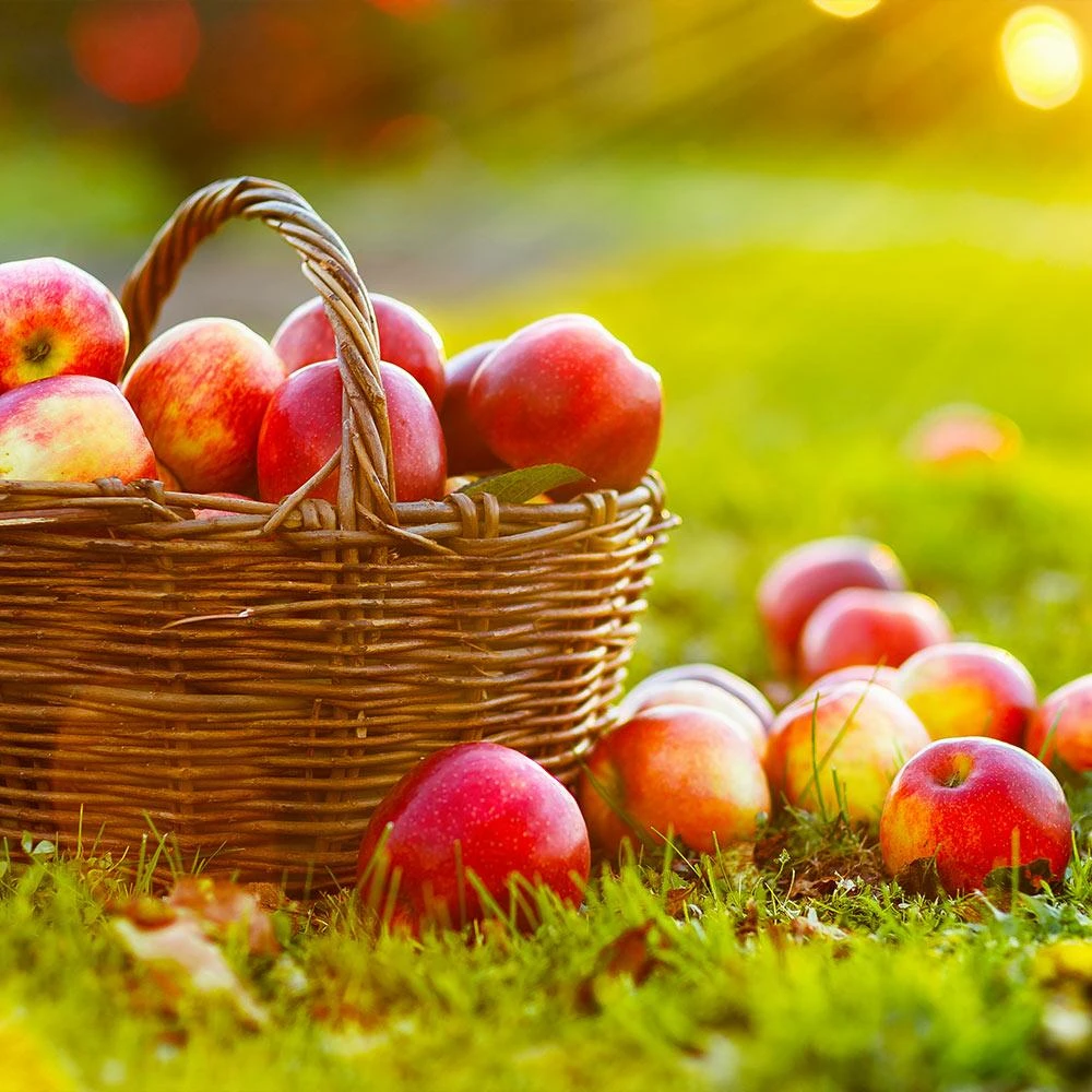 Anna Apple Tree 2 Anna Apple Tree - Image 2