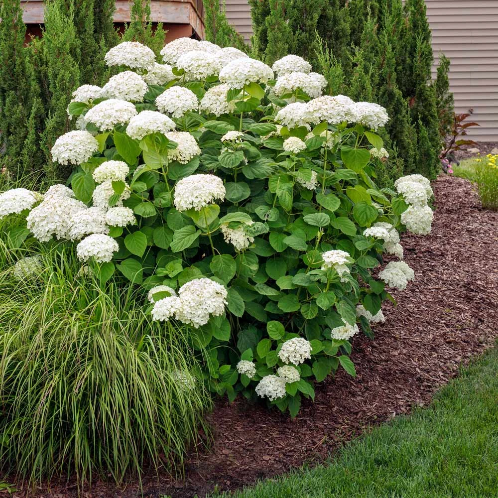 Annabelle Hydrangea Shrub 2 Annabelle Hydrangea Shrub - Image 2