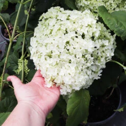 Annabelle Hydrangea Shrub 8 Annabelle Hydrangea Shrub -Plant Sales Store Annabelle Hydrangea 3