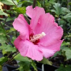 Aphrodite Rose Of Sharon Althea Shrub -Plant Sales Store Aphrodite Rose of Sharon 1