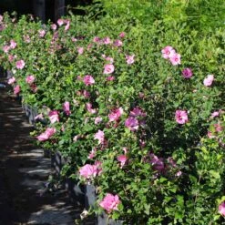 Aphrodite Rose Of Sharon Althea Shrub -Plant Sales Store Aphrodite Rose of Sharon 6 FGT