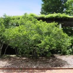 Apollo Winterberry Holly Shrub 5 Apollo Winterberry Holly Shrub -Plant Sales Store Apollo WInterberry 2