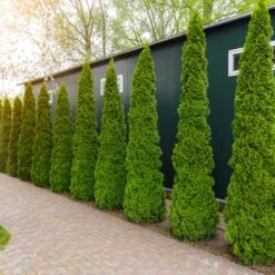 Degroot's Spire Thuja Arborvitae Tree -Plant Sales Store Arborvitae degroots Spire 6 FGT
