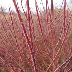 Arctic Fire® Red Twig Dogwood -Plant Sales Store Arctic Fire Twig Dogwood 3