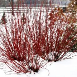 Arctic Fire® Red Twig Dogwood -Plant Sales Store Arctic Fire Twig Dogwood 5 FGT