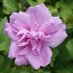 Ardens Rose Of Sharon Althea Shrub -Plant Sales Store Ardens Rose of Sharon 3