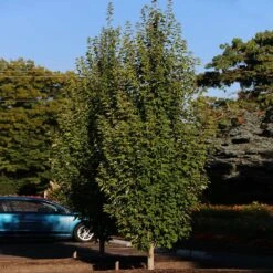 Armstrong Gold® Maple -Plant Sales Store Armstrong Gold 3