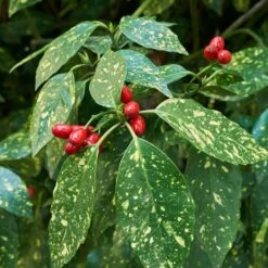 Japanese Gold Dust Aucuba Shrub -Plant Sales Store Aucuba Japonica Gold Dust 2 FGT