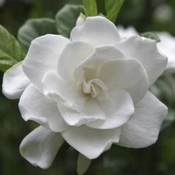 August Beauty Gardenia Shrub -Plant Sales Store August Beauty Gardenia FGT 600x600 bef31f7d 4b59 484e a528 14d16f570e49
